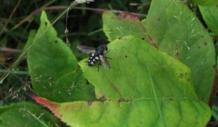 Sericomyia lata