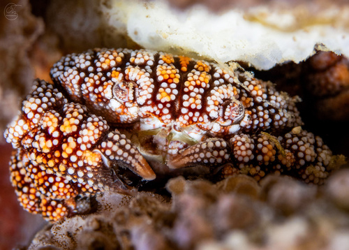 Pseudoliomera speciosa observed 2023-10-08