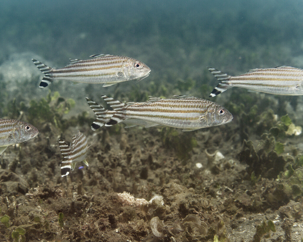 Bandedtail goatfish (Upeneus vittatus) — Mullidae