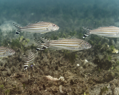 Bandedtail goatfish (Upeneus vittatus) — Mullidae