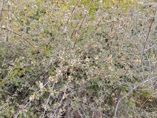 Image of Olearia odorata by (c) John Barkla, some rights reserved (CC BY)