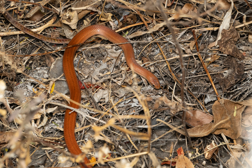 Blood Snake