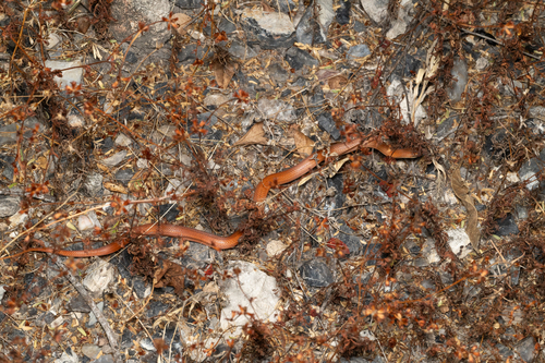 Blood Snake