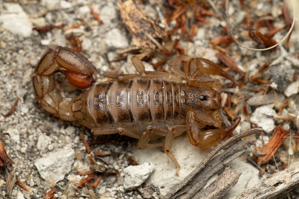 Mesomexovis oaxaca
