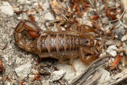Mesomexovis oaxaca
