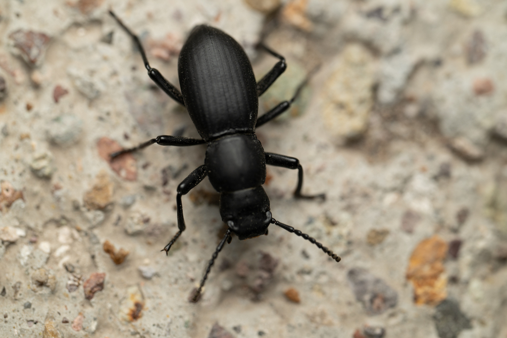Rhinandrus helopioides