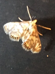 Neocataclysta magnificalis