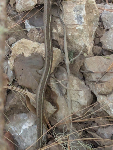 Bogert's Garter Snake