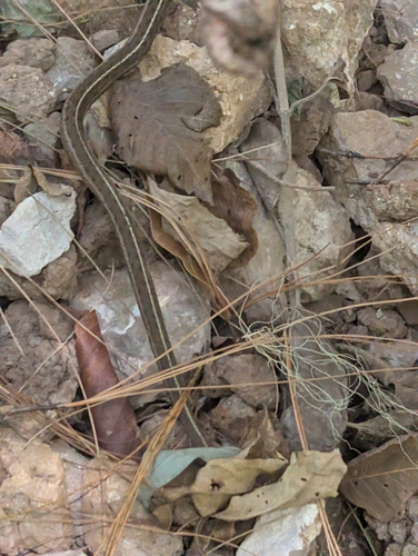 Bogert's Garter Snake