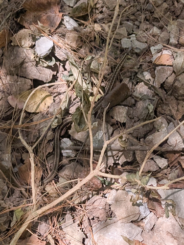 Bogert's Garter Snake
