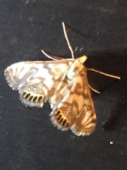 Neocataclysta magnificalis