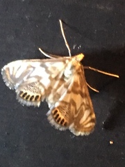 Neocataclysta magnificalis
