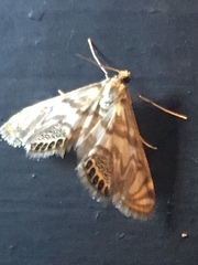 Neocataclysta magnificalis