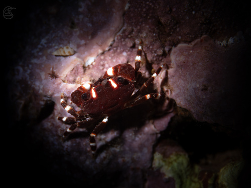 Xanthias latifrons observed 2024-05-22