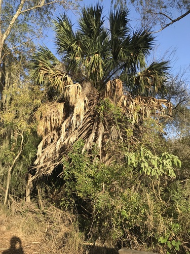 Foto de Palmeira-mexicana
