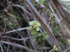Chrysosplenium tetrandrum