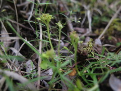 Chrysosplenium tetrandrum