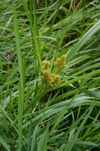 Cyperus glomeratus iNat (1)