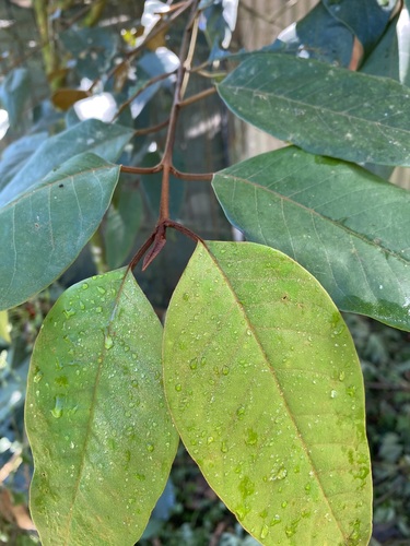 Foto de Lacre