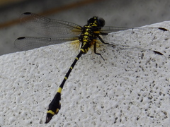 Melligomphus viridicostus