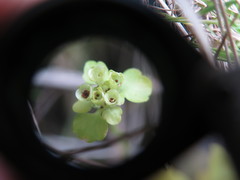 Chrysosplenium tetrandrum