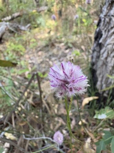 narrowleaf mulla mulla (Ptilotus drummondii)