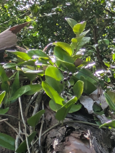 Foto de Flor-de-cera