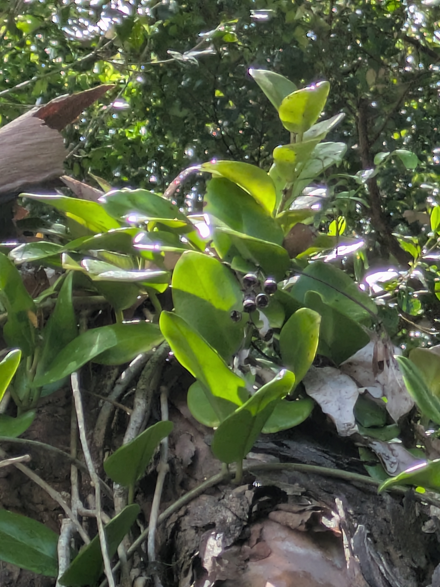 Imagem de Flor-de-cera
