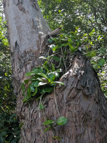 Foto de Flor-de-cera