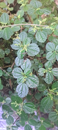 Pilea pubescens, photograph 2