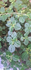 Pilea pubescens, photograph (c) William G. Borges, some rights reserved (CC BY)