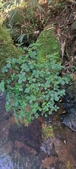 Pilea pubescens, photograph (c) William G. Borges, some rights reserved (CC BY)