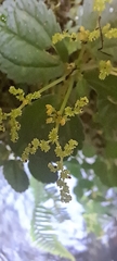 Pilea pubescens, photograph (c) William G. Borges, some rights reserved (CC BY)