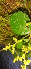 Pilea pubescens, photograph (c) William G. Borges, some rights reserved (CC BY)