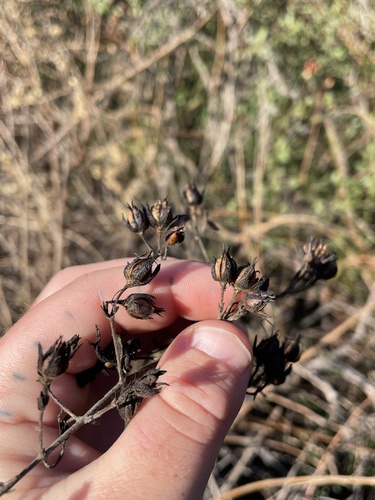 Heart leaved keckiella winter