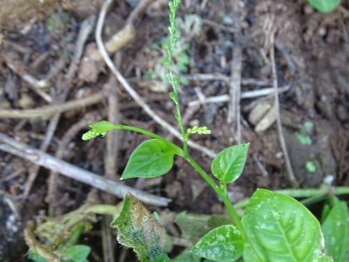 Weak Jumby-Pepper (Microtea debilis)