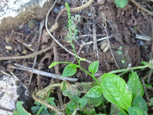 Image of Microtea debilis by (c) Alexis López Hernández, some rights reserved (CC BY)