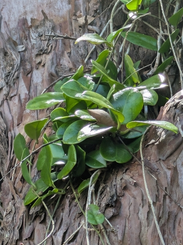Foto de Flor-de-cera