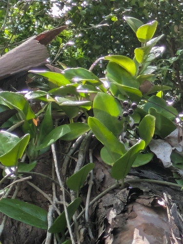 Foto de Flor-de-cera