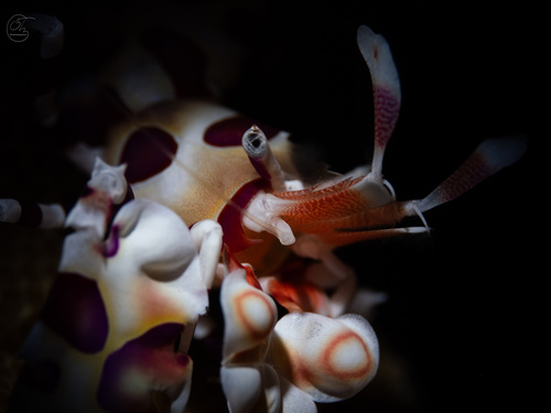 Hymenocera picta, 2024-11-21