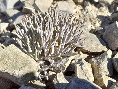 Lignocarpa carnosula, photograph 1