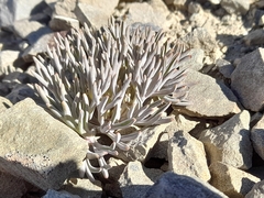 Lignocarpa carnosula, photograph (c) Flavien Saboureau, some rights reserved (CC BY)