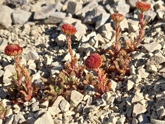 Leptinella dendyi