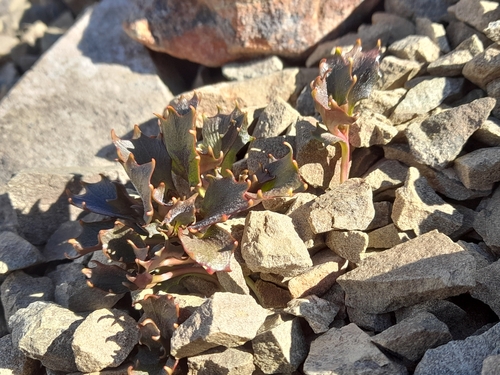 Lobelia roughii, photograph 5