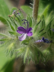 Trichostema oblongum