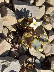 Lobelia roughii, photograph (c) Flavien Saboureau, some rights reserved (CC BY)