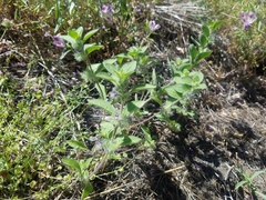 Trichostema oblongum