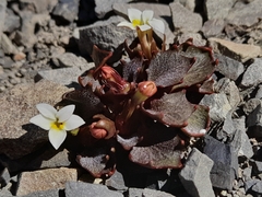 Lobelia roughii, photograph (c) Flavien Saboureau, some rights reserved (CC BY)