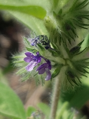 Trichostema oblongum
