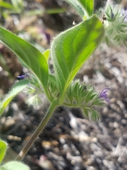 Trichostema oblongum